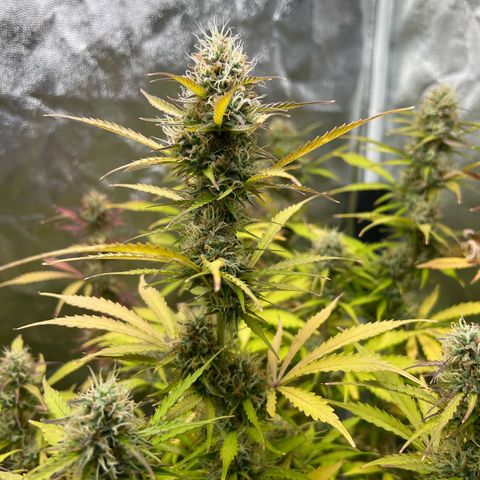 Gorilla Cookies Autoflower growlog timeline photo