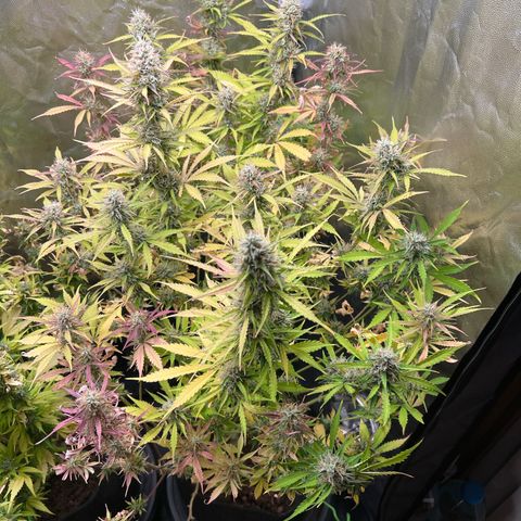 Gorilla Cookies Autoflower growlog timeline photo