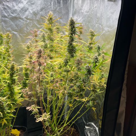 Gorilla Cookies Autoflower growlog timeline photo