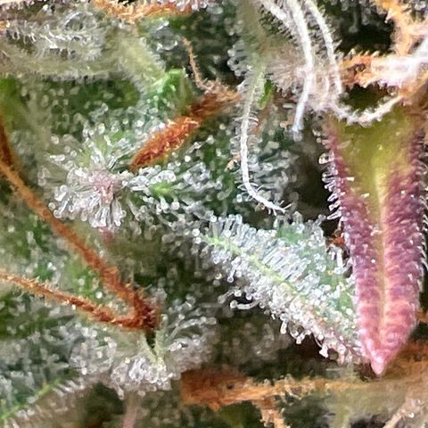 Gorilla Cookies Autoflower growlog timeline photo