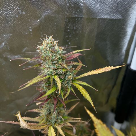 Gorilla Cookies Autoflower growlog timeline photo
