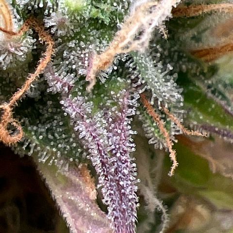 Gorilla Cookies Autoflower growlog timeline photo