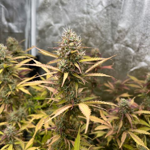Gorilla Cookies Autoflower growlog timeline photo