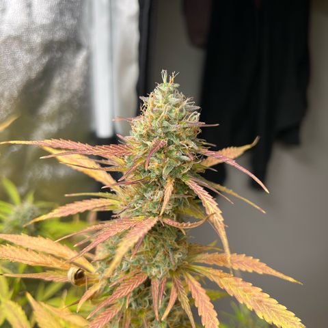 Gorilla Cookies Autoflower growlog timeline photo
