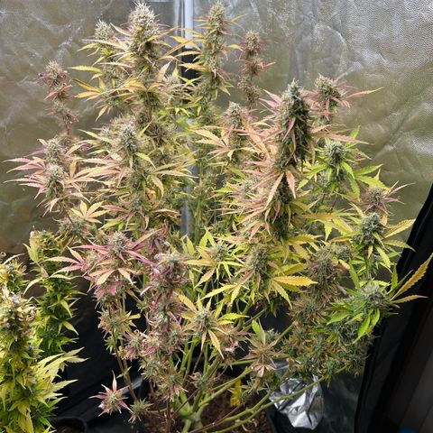 Gorilla Cookies Autoflower growlog timeline photo