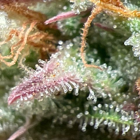 Gorilla Cookies Autoflower growlog timeline photo