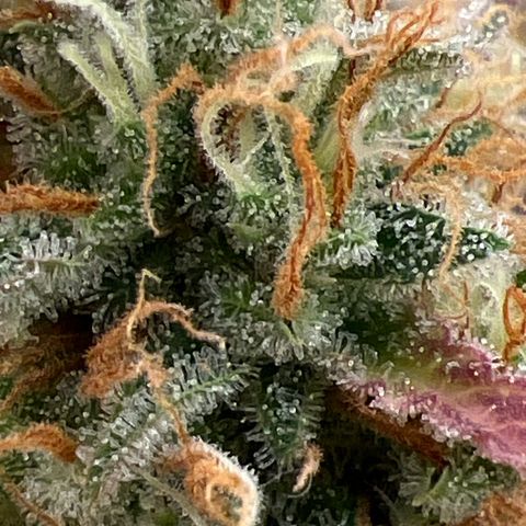 Gorilla Cookies Autoflower growlog timeline photo