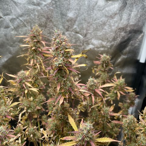 Gorilla Cookies Autoflower growlog timeline photo