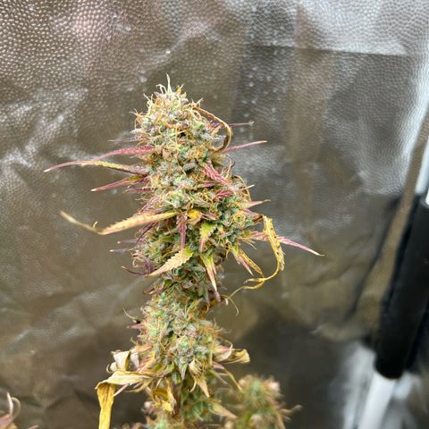 Gorilla Cookies Autoflower growlog timeline photo