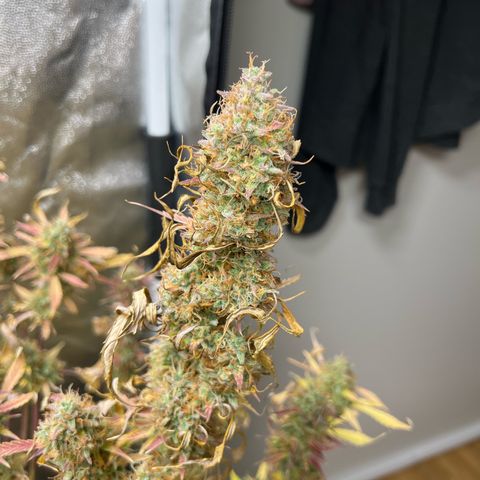 Gorilla Cookies Autoflower growlog timeline photo