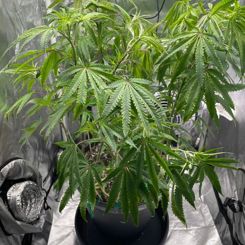 Unknown strain growlog photo: Just switch to 12 12 