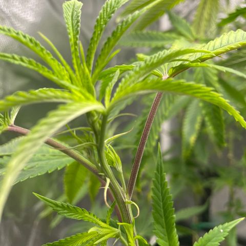 Unknown strain growlog photo: Just switch to 12 12 