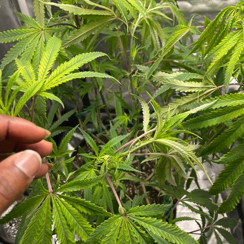 Unknown strain growlog photo: Just switch to 12 12 