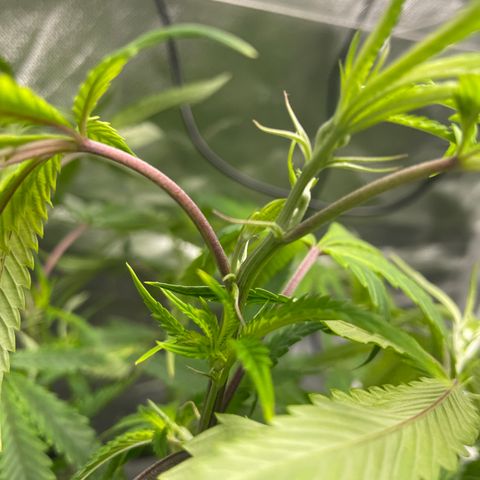 Unknown strain growlog photo: Just switch to 12 12 