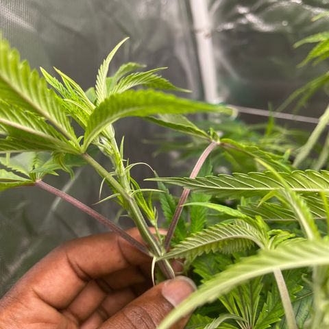 Unknown strain growlog photo: Just switch to 12 12 