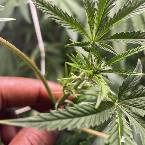 Unknown strain growlog photo: Flower