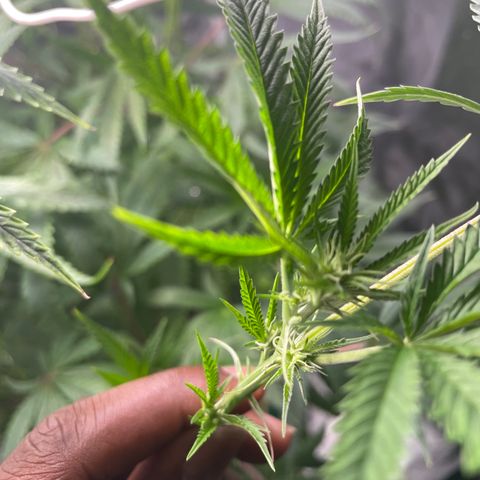 Unknown strain growlog photo: Flower