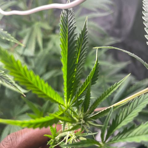 Unknown strain growlog photo: Flower