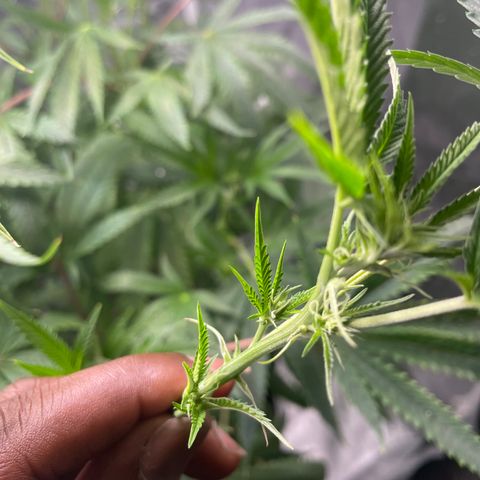 Unknown strain growlog photo: Flower