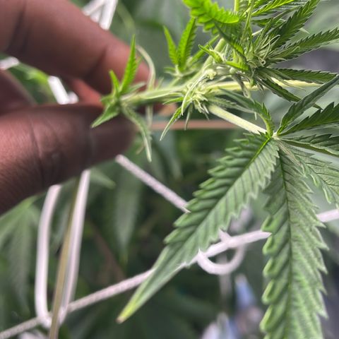 Unknown strain growlog photo: Flower