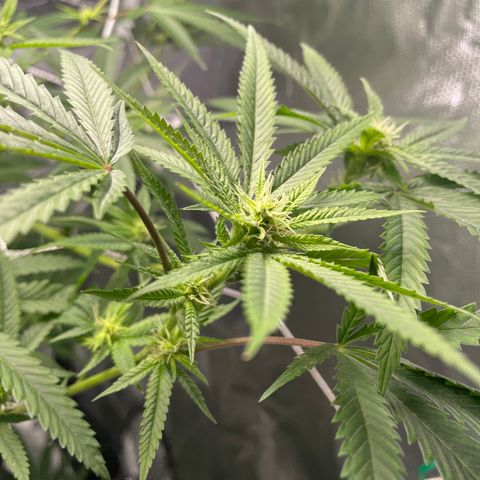 Unknown strain growlog timeline photo