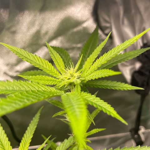 Unknown strain growlog timeline photo