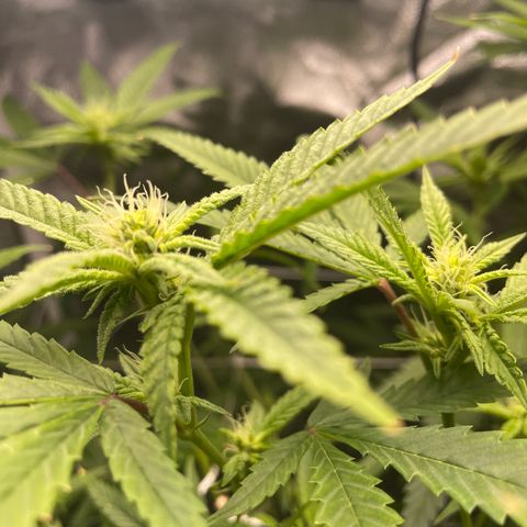 Unknown strain growlog timeline photo