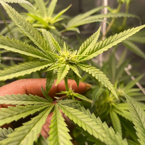 Unknown strain growlog timeline photo