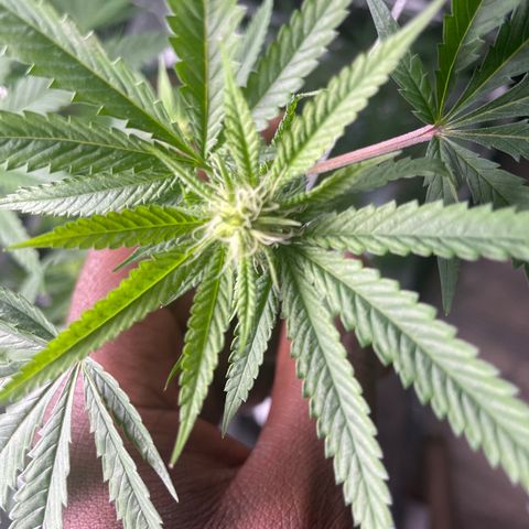 Unknown strain growlog timeline photo