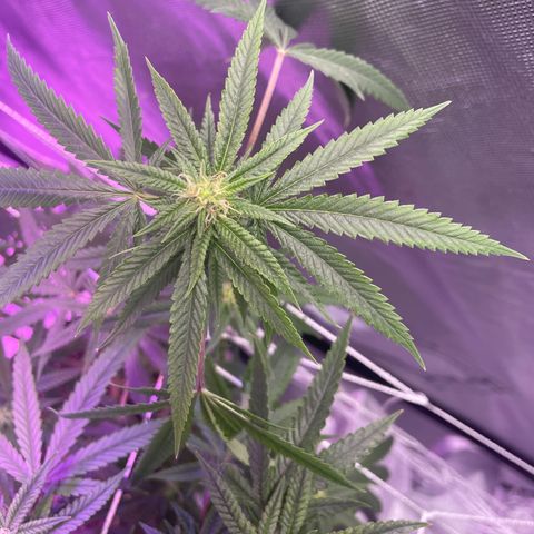 Unknown strain growlog timeline photo