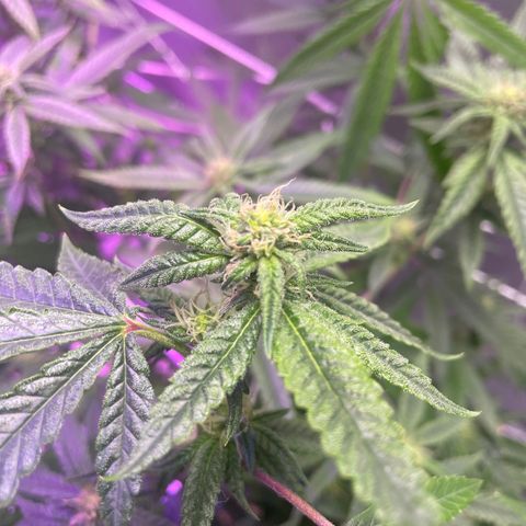 Unknown strain growlog timeline photo