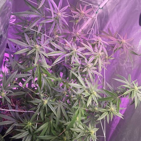 Unknown strain growlog timeline photo