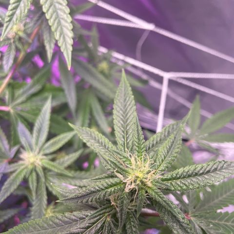 Unknown strain growlog timeline photo