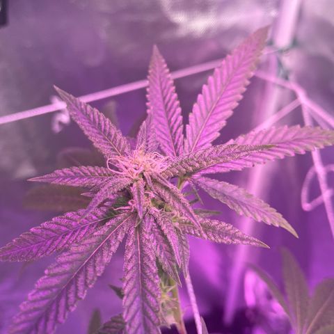 Unknown strain growlog timeline photo