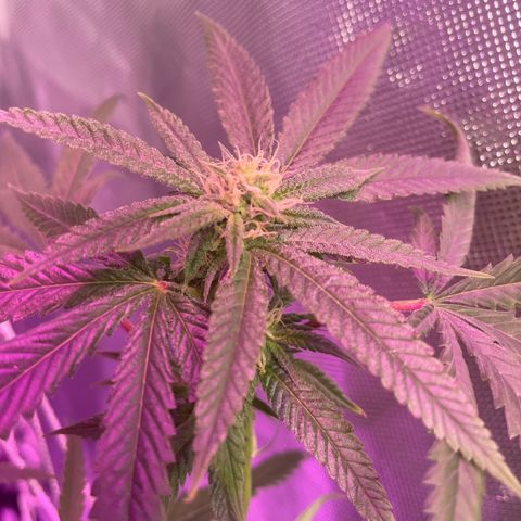 Unknown strain growlog timeline photo