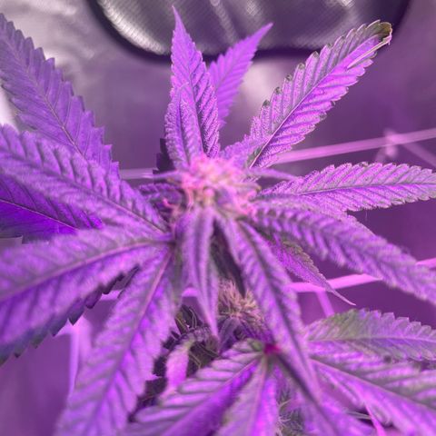 Unknown strain growlog timeline photo