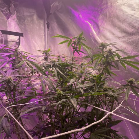 Unknown strain growlog timeline photo
