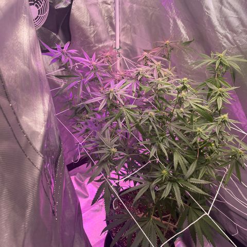 Unknown strain growlog timeline photo