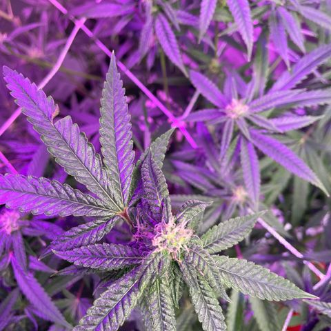 Unknown strain growlog timeline photo