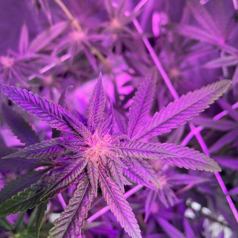 Unknown strain growlog timeline photo