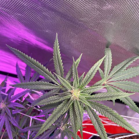 Unknown strain growlog timeline photo