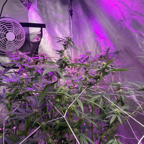 Unknown strain growlog timeline photo