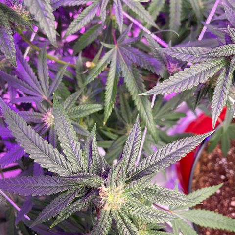 Unknown strain growlog timeline photo