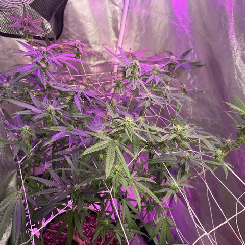 Unknown strain growlog timeline photo