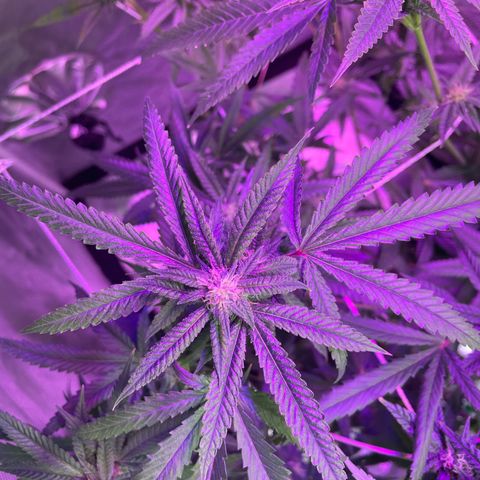 Unknown strain growlog timeline photo