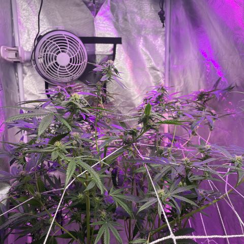 Unknown strain growlog timeline photo