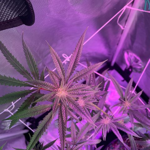 Unknown strain growlog timeline photo