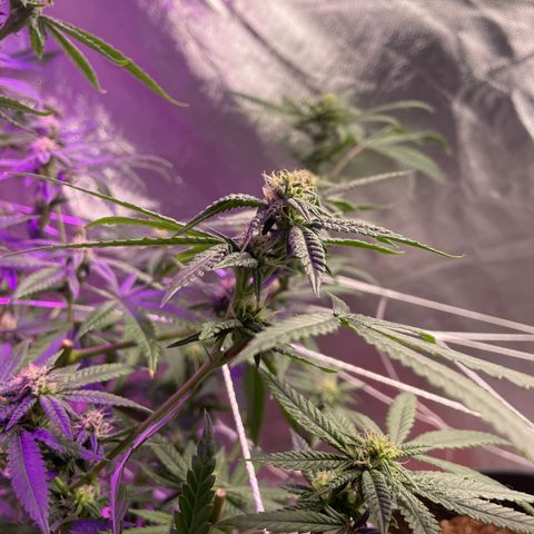 Unknown strain growlog timeline photo