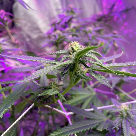 Unknown strain growlog timeline photo