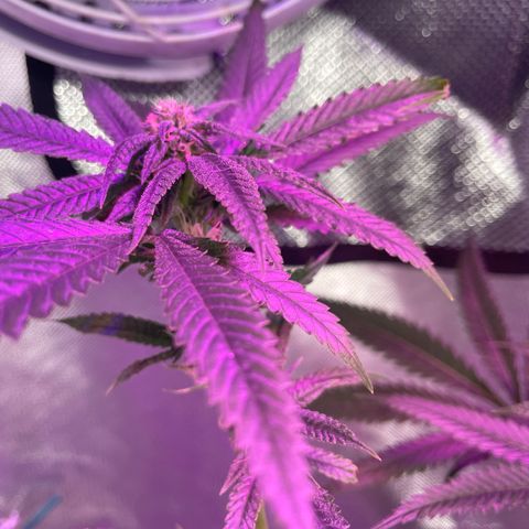 Unknown strain growlog timeline photo